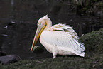 pelican