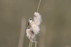 penduline tit