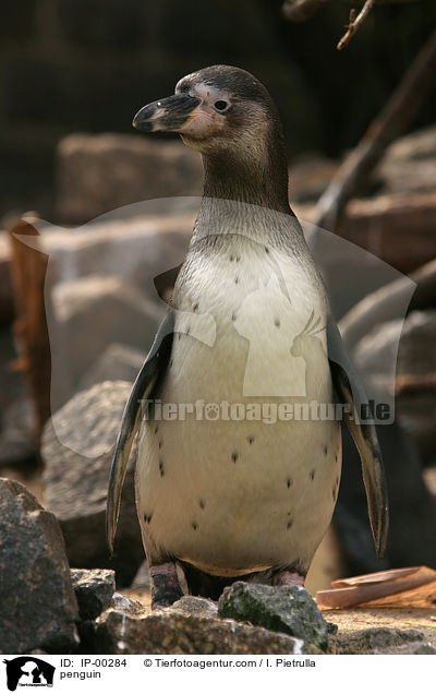 Pinguin / penguin / IP-00284