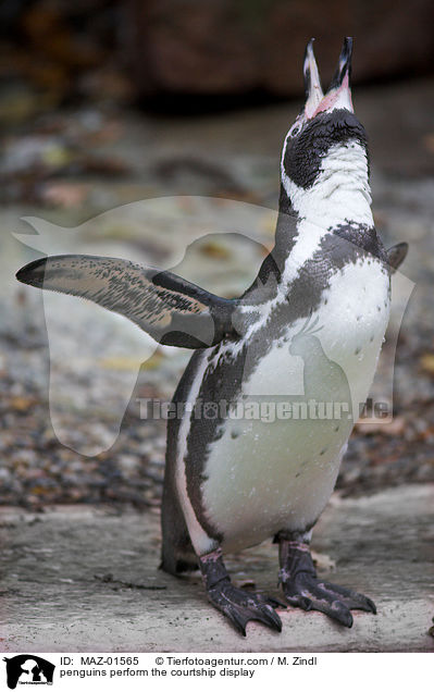 balzende Pinguine / penguins perform the courtship display / MAZ-01565