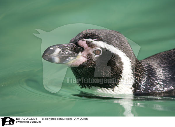 schwimmender Pinguin / swimming penguin / AVD-02304