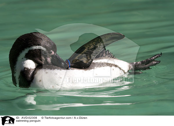schwimmender Pinguin / swimming penguin / AVD-02308