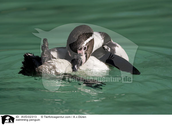 schwimmender Pinguin / swimming penguin / AVD-02313
