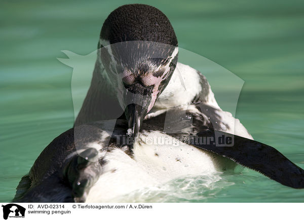 schwimmender Pinguin / swimming penguin / AVD-02314