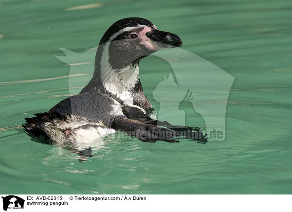 schwimmender Pinguin / swimming penguin / AVD-02315
