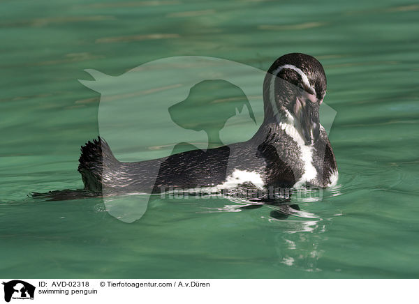 schwimmender Pinguin / swimming penguin / AVD-02318