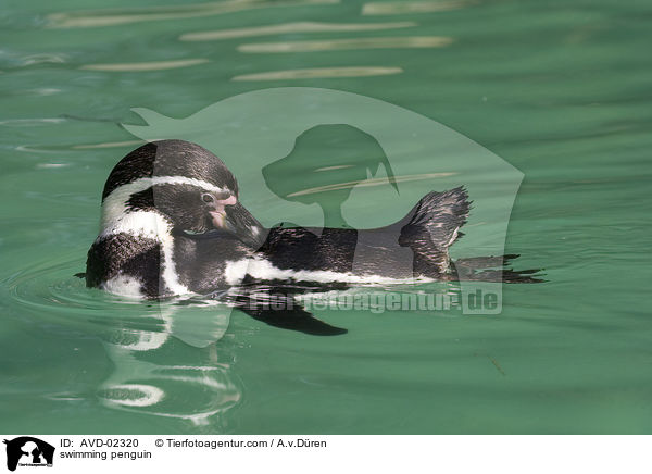 schwimmender Pinguin / swimming penguin / AVD-02320