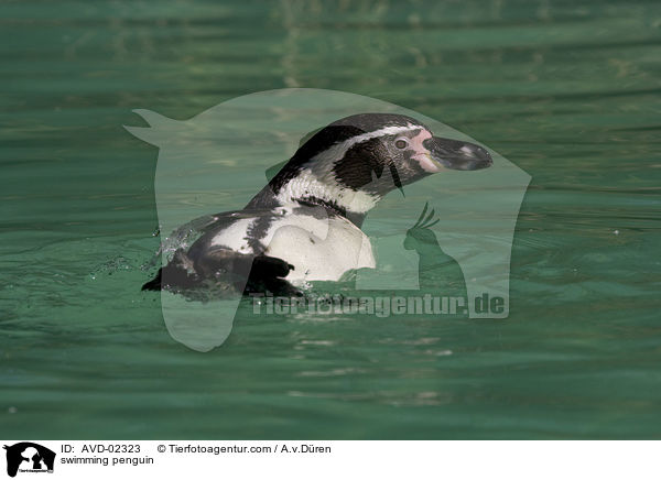 schwimmender Pinguin / swimming penguin / AVD-02323