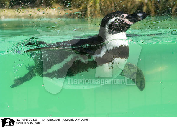 schwimmender Pinguin / swimming penguin / AVD-02325