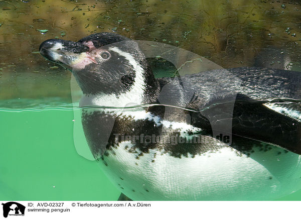 schwimmender Pinguin / swimming penguin / AVD-02327