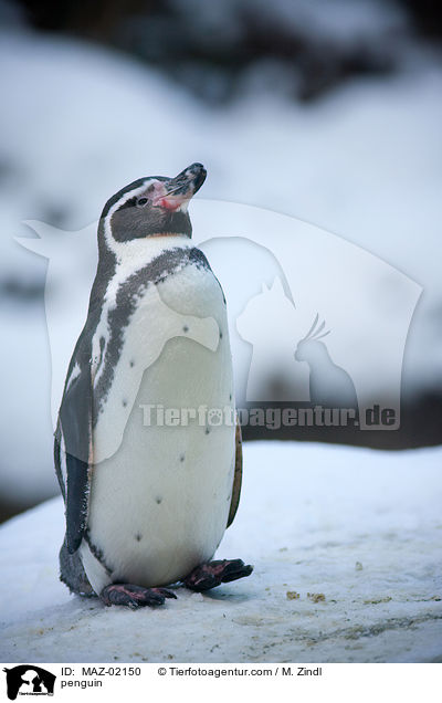 Pinguin / penguin / MAZ-02150