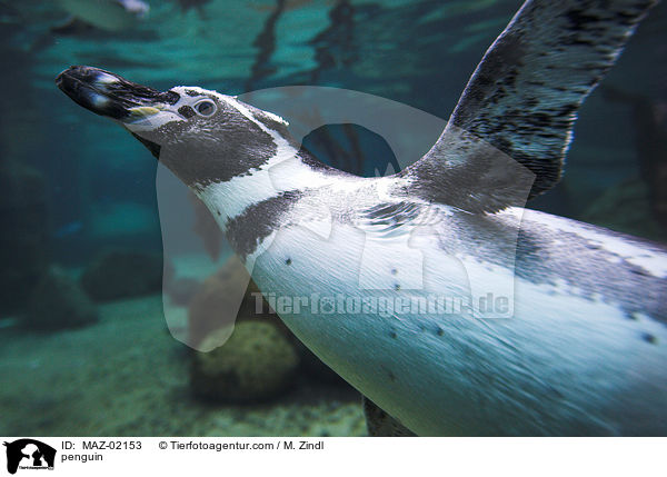 Pinguin / penguin / MAZ-02153