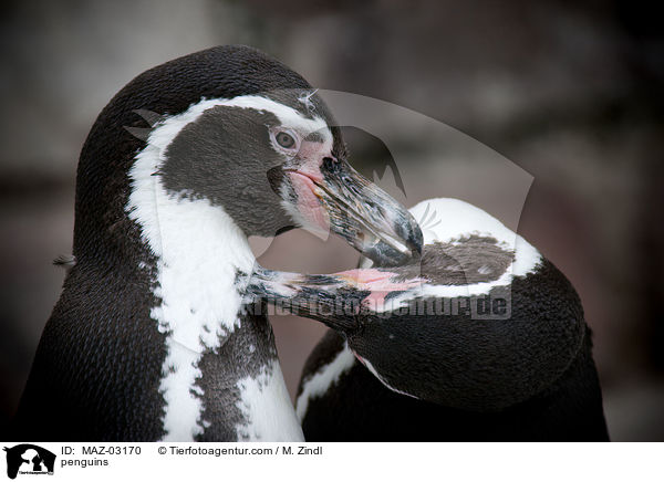 Pinguine / penguins / MAZ-03170