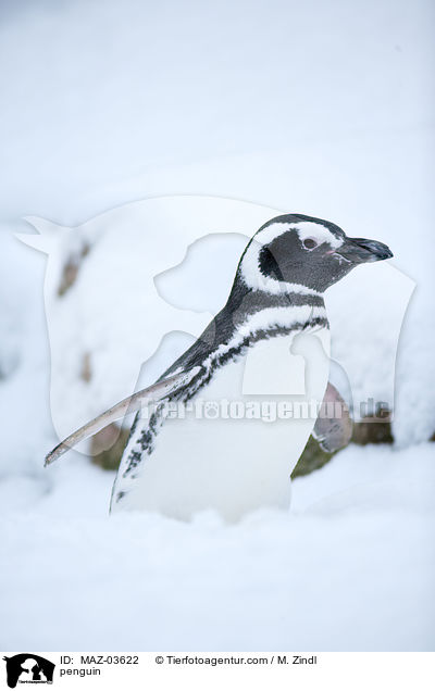 Pinguin / penguin / MAZ-03622