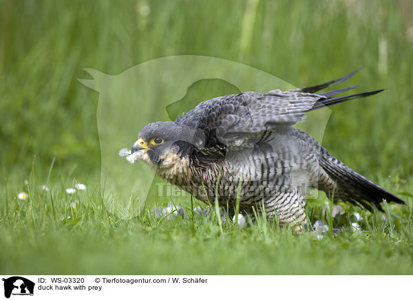 Wanderfalke mit Beute / duck hawk with prey / WS-03320