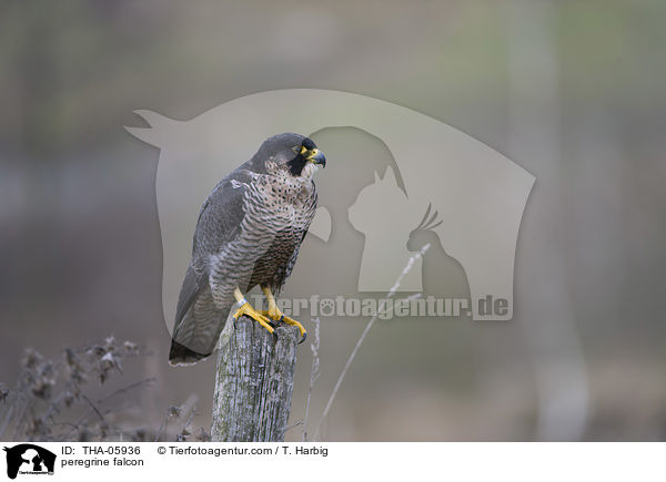 Wanderfalke / peregrine falcon / THA-05936