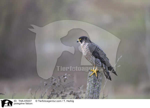 Wanderfalke / peregrine falcon / THA-05937