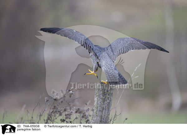 Wanderfalke / peregrine falcon / THA-05938