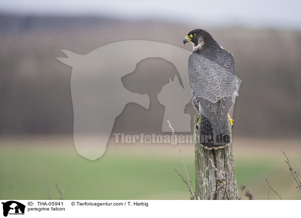 Wanderfalke / peregrine falcon / THA-05941