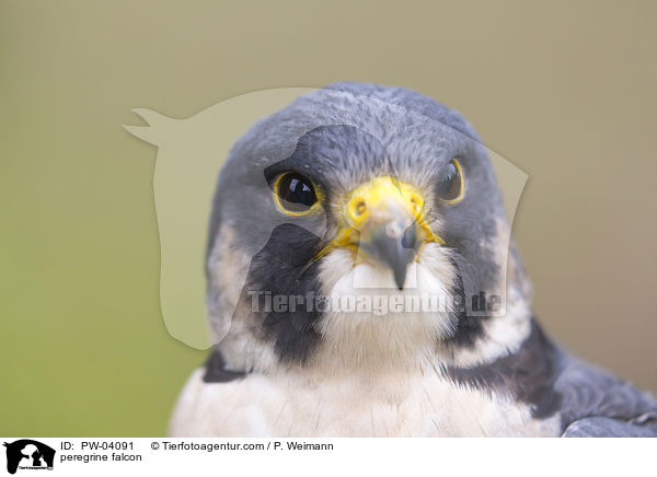 Wanderfalke / peregrine falcon / PW-04091