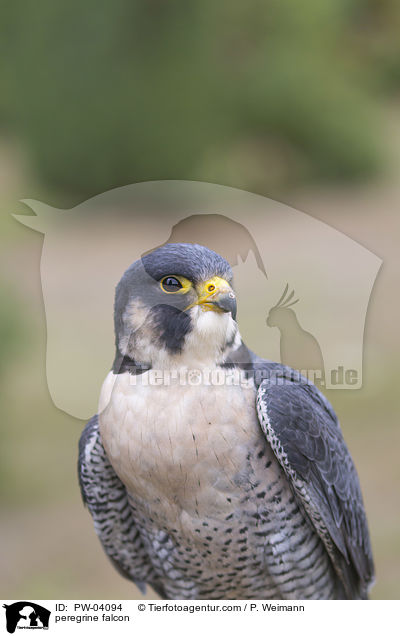 Wanderfalke / peregrine falcon / PW-04094