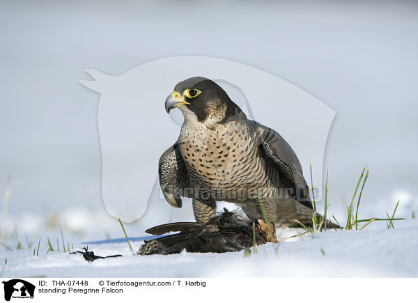 stehender Wanderfalke / standing Peregrine Falcon / THA-07448