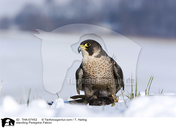 stehender Wanderfalke / standing Peregrine Falcon / THA-07452