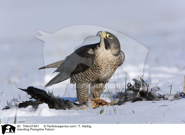 stehender Wanderfalke / standing Peregrine Falcon / THA-07461