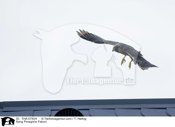 fliegender Wanderfalke / flying Peregrine Falcon / THA-07604