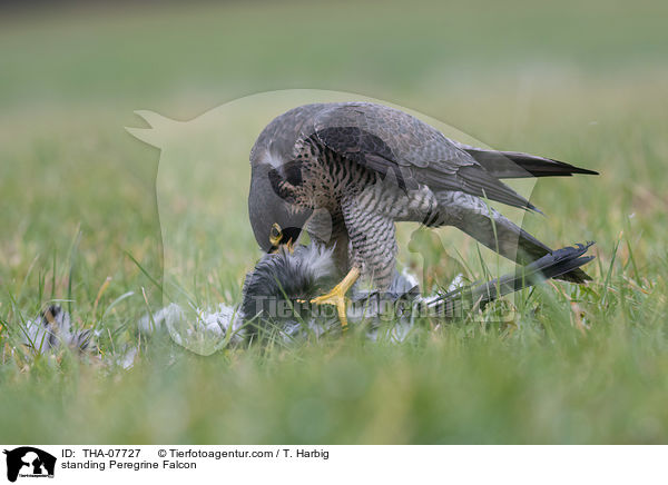 stehender Wanderfalke / standing Peregrine Falcon / THA-07727