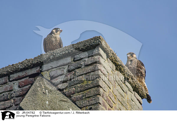 young Peregrine Falcons / JR-04782