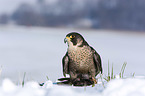 standing Peregrine Falcon