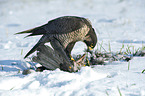 standing Peregrine Falcon