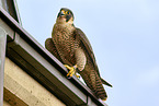 peregrine falcon