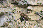 peregrine falcon