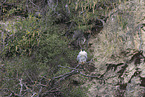 peregrine falcon