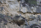 peregrine falcon