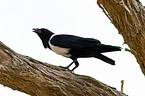 pied crow