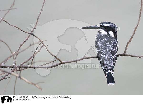 Graufischer / pied kingfisher / HJ-02996