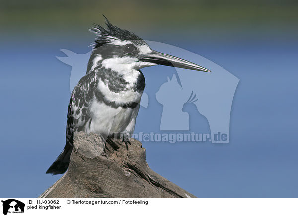 Graufischer / pied kingfisher / HJ-03062