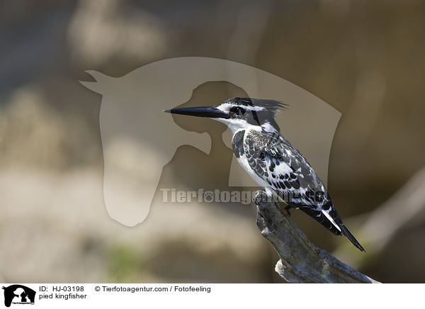 Graufischer / pied kingfisher / HJ-03198