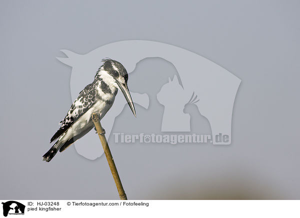 Graufischer / pied kingfisher / HJ-03248