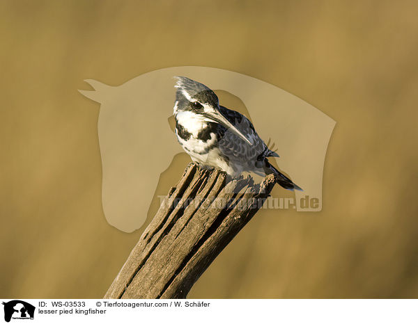 Graufischer / lesser pied kingfisher / WS-03533