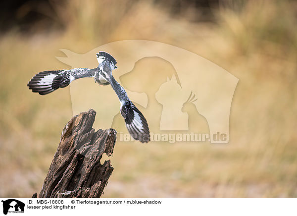 Graufischer / lesser pied kingfisher / MBS-18808