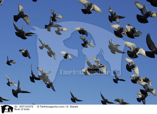 Taubenschwarm / flock of birds / SST-03379
