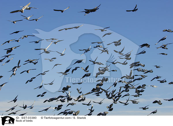 Taubenschwarm / flock of birds / SST-03380