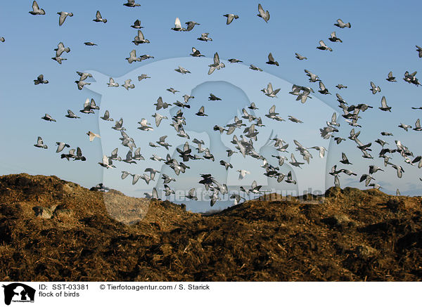 Taubenschwarm / flock of birds / SST-03381