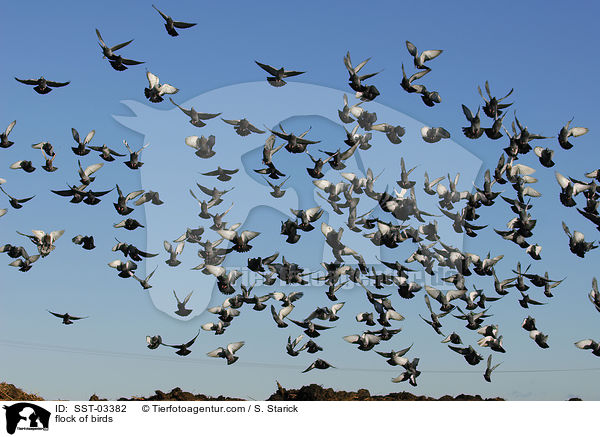 Taubenschwarm / flock of birds / SST-03382