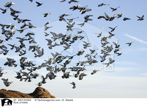 Taubenschwarm / flock of birds / SST-03383
