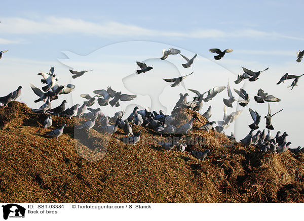 Taubenschwarm / flock of birds / SST-03384